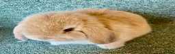 Netherland Dwarf rabbits for sale: Sweet Netherland Dwarf and Mini lop baby boys - Advert 9