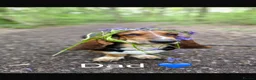 Basset Hound dogs for sale: Beautiful KC registered basset hounds - Advert 20