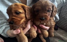 Cockapoo dogs for sale: Adorable F1B puppies born weekly pictures progress - Image 4