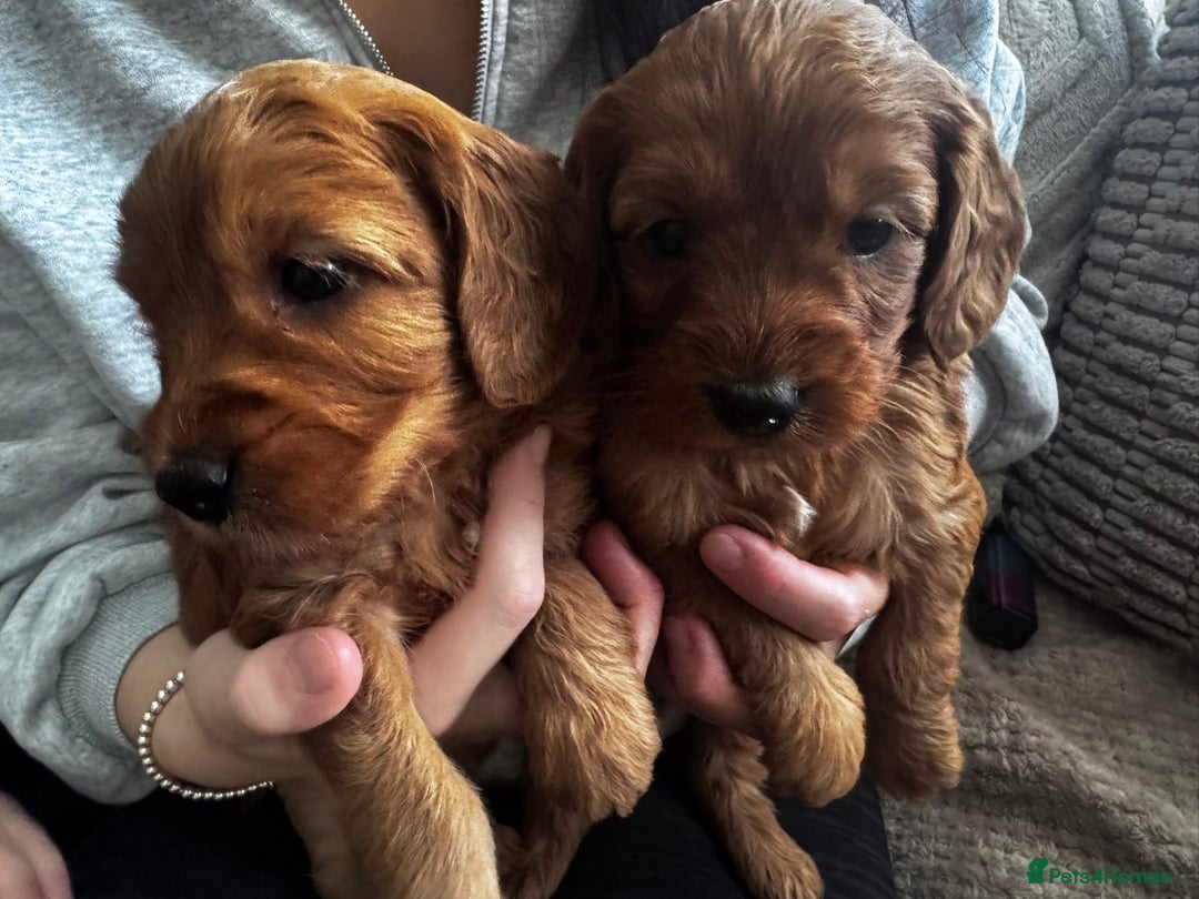 Cockapoo dogs for sale: Adorable F1B puppies born weekly pictures progress - Image 4