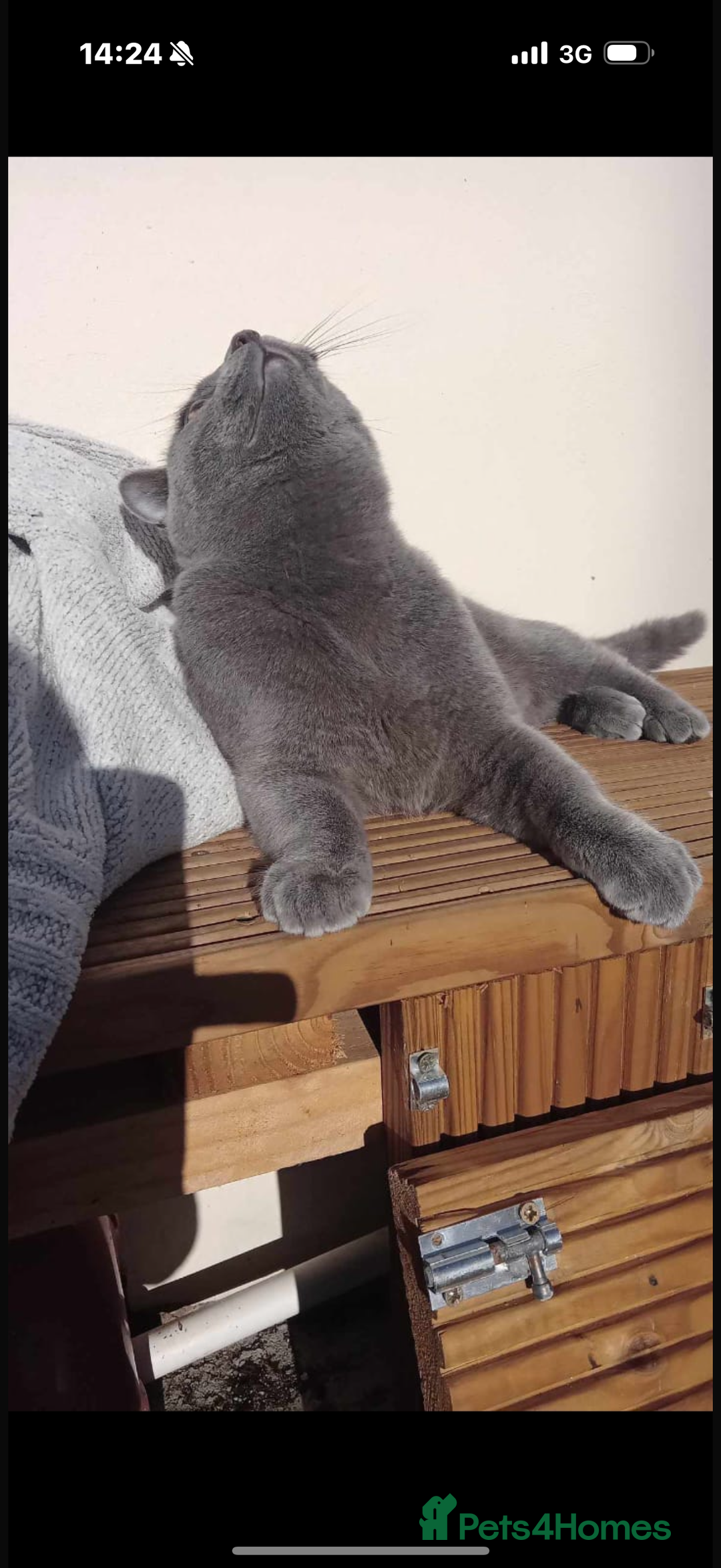 Ragdoll cats for sale: Beautiful Grey Male Cat for Re-Homing - Image 4