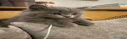 British Longhair cats for sale: Last Stunning silver Blue BritishLonghair Kittens  - Advert 8