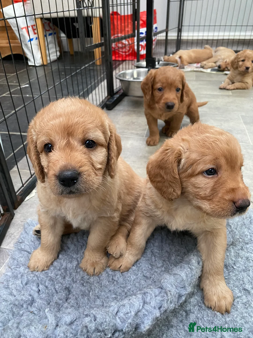 Labradoodle dogs for sale: F1 Red Miniature Labradoodles  - Advert 11