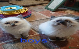 Ragdoll cats for sale: Ragdoll kittens - Image 3