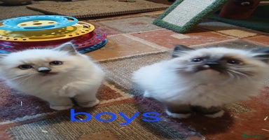 Ragdoll cats - Advert 3