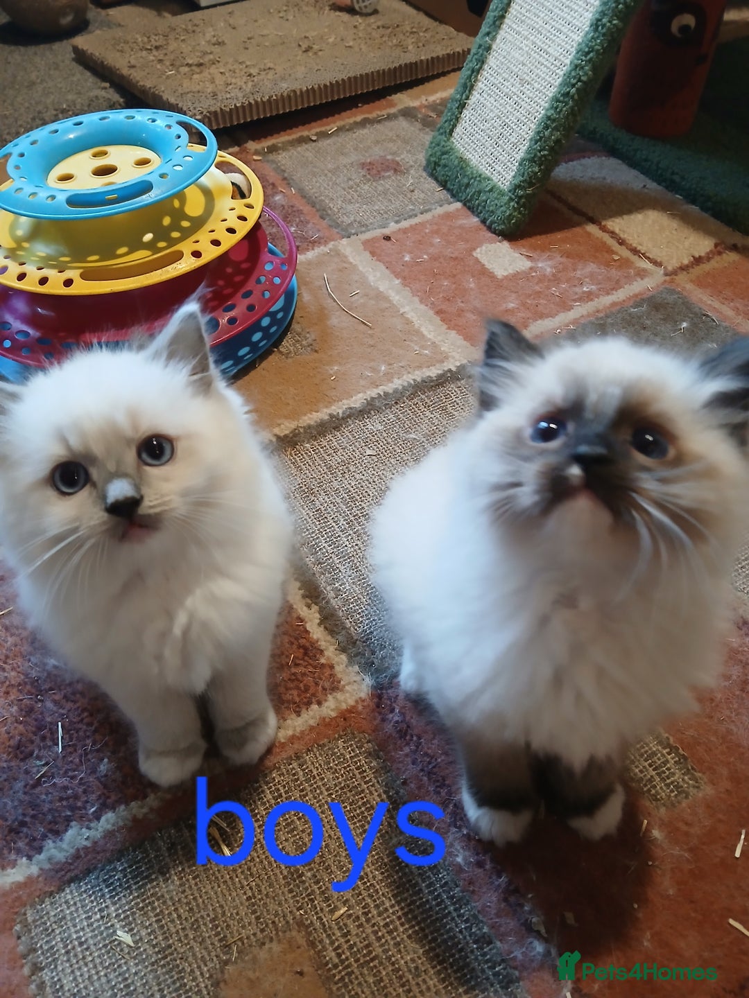 Ragdoll cats for sale: Ragdoll kittens - Image 3