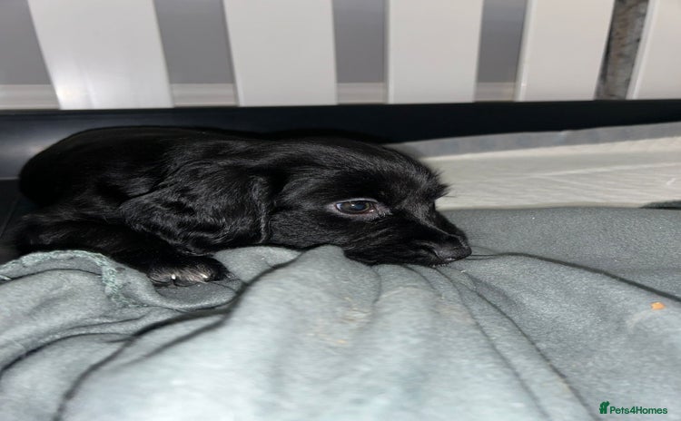 Sprocker dogs Beautiful Sprocker Pups - Advert 2