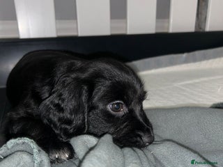 Sprocker dogs Beautiful Sprocker Pups - Advert 1