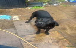 Labrador Retriever dogs for sale: Show type Labrador girl looking for forever home - Image 5