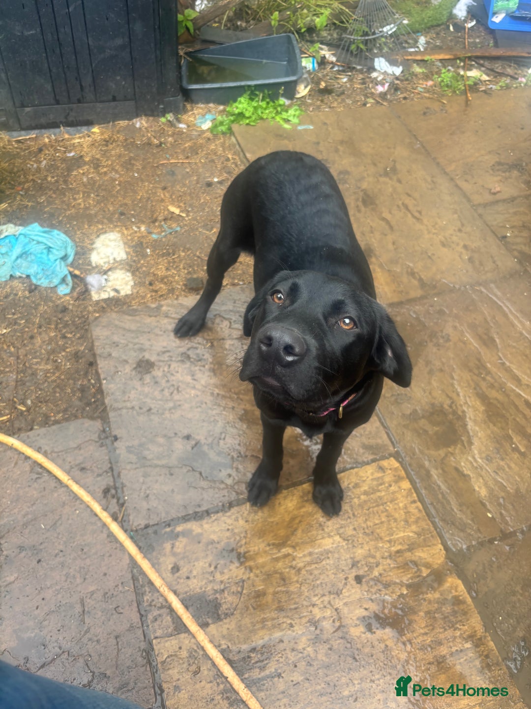 Labrador Retriever dogs for sale: Show type Labrador girl looking for forever home - Image 5