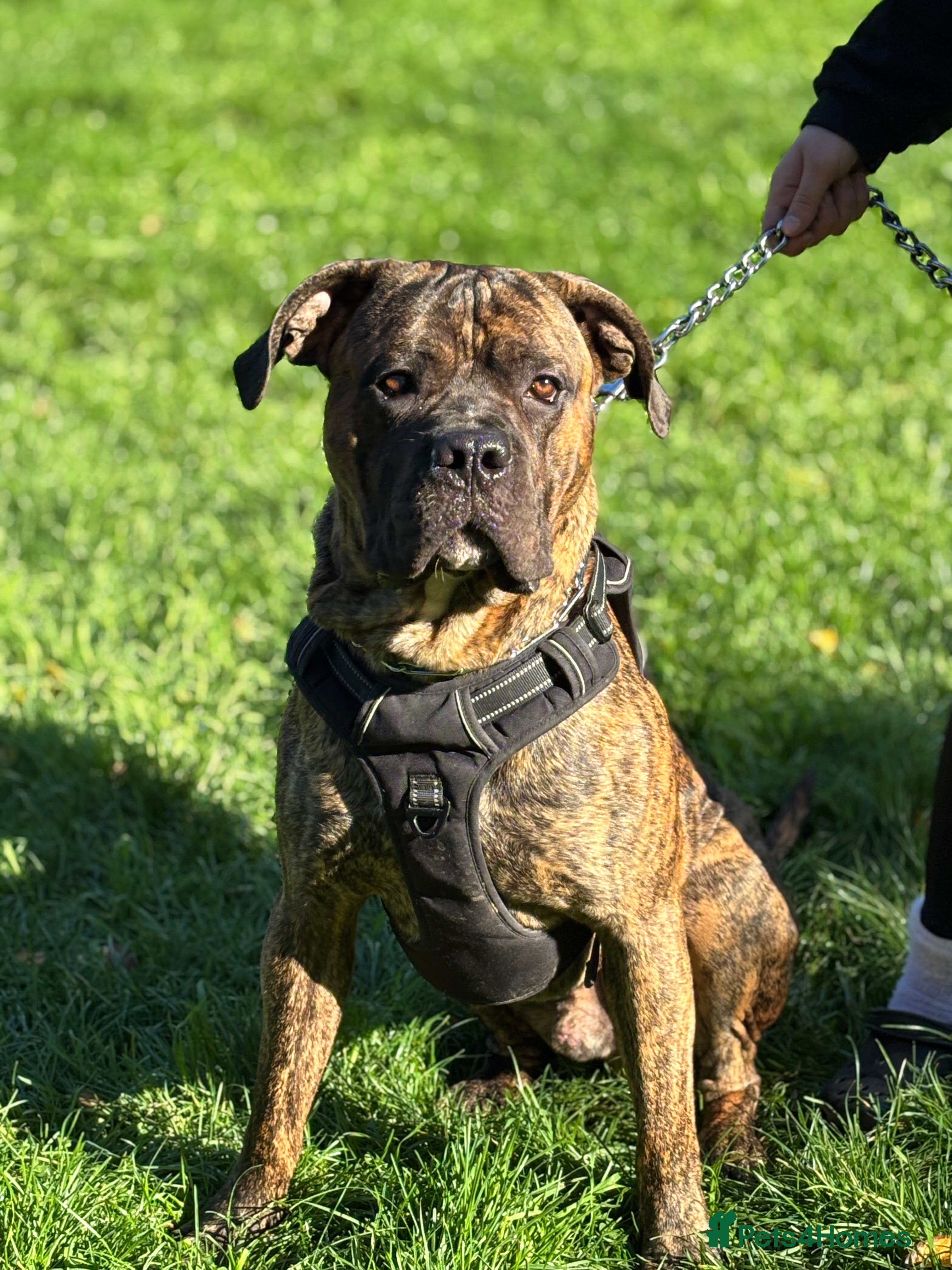 Cane Corso dogs Scooby - Advert 17