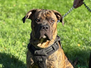 Cane Corso dogs - Advert 8