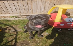 Cane Corso dogs for sale: 9 month old Cane corso  - Image 4