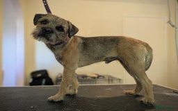 Border Terrier dogs for stud: Border Terrier for stud , Slem tested, family pet  in Woodbridge - Image 7