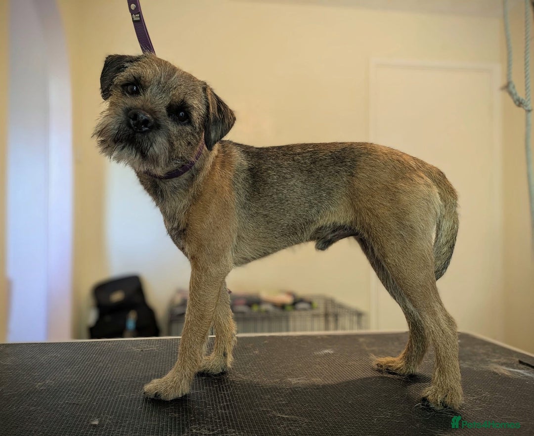 Border Terrier dogs for stud: Border Terrier for stud , Slem tested, family pet  in Woodbridge - Image 7