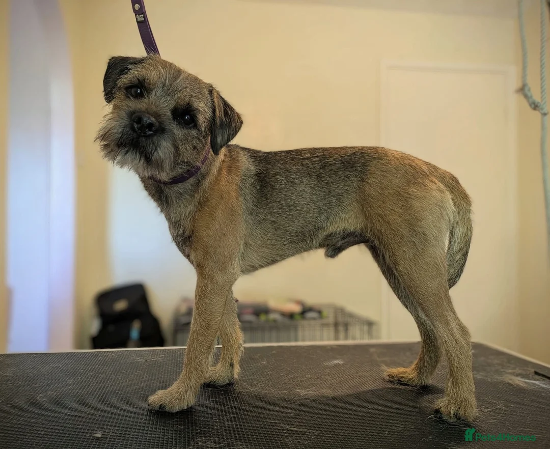 Border Terrier dogs for stud: Border Terrier for stud , Slem tested, family pet  in Woodbridge - Advert 7