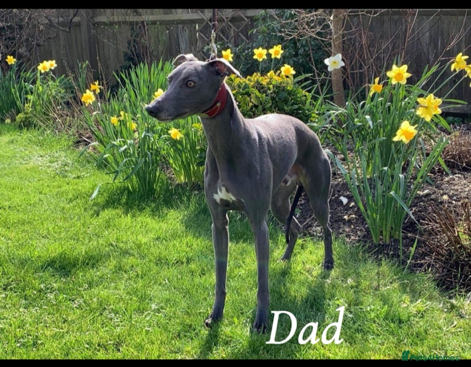 Whippet dogs Kennel club blue whippet puppies  - Advert 5