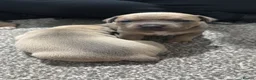 Staffordshire Bull Terrier dogs for sale: Blue fawn tri Staffordshire bull terrier puppys - Advert 5