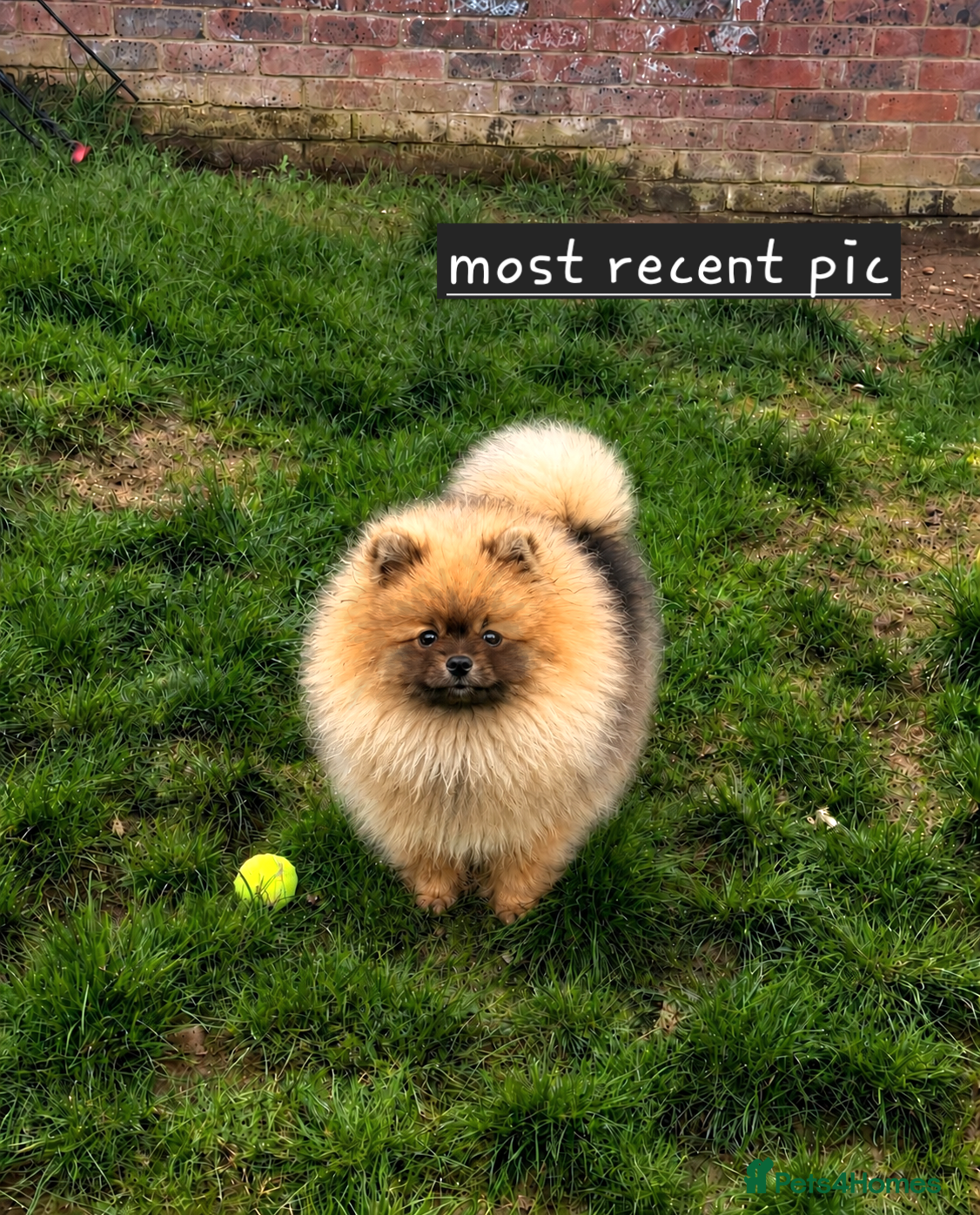 Pomeranian dogs REDUCED RARE boy🔝Quality! 40+🏆 in his lines - Advert 1