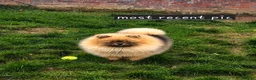 Pomeranian dogs for sale: REDUCED RARE boy🔝Quality! 40+🏆 in his lines - Advert 1