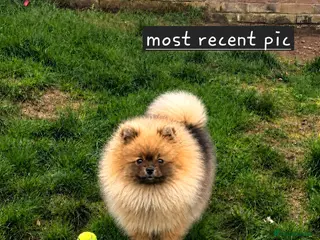 Pomeranian dogs REDUCED RARE boy🔝Quality! 40+🏆 in his lines - Advert 1