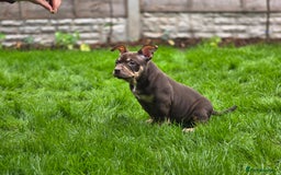 American Bully dogs for sale: 3 Stunning Correct Female Pocket Bullies  - Image 3