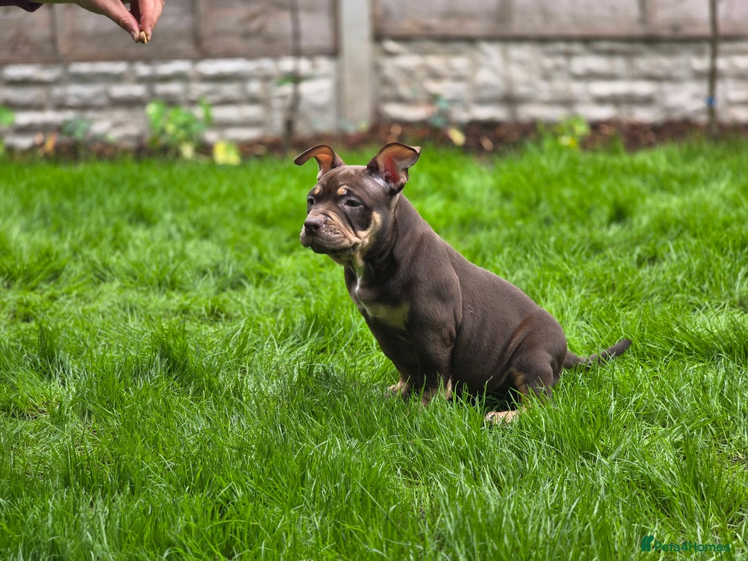American Bully dogs for sale: 3 Stunning Correct Female Pocket Bullies  - Image 3