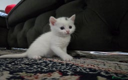 British Longhair cats for sale: 🐾 ADORABLE KITTENS FOR SALE 🐾 - Image 10