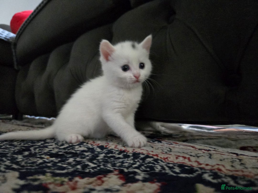 British Longhair cats for sale: 🐾 ADORABLE KITTENS FOR SALE 🐾 - Image 10