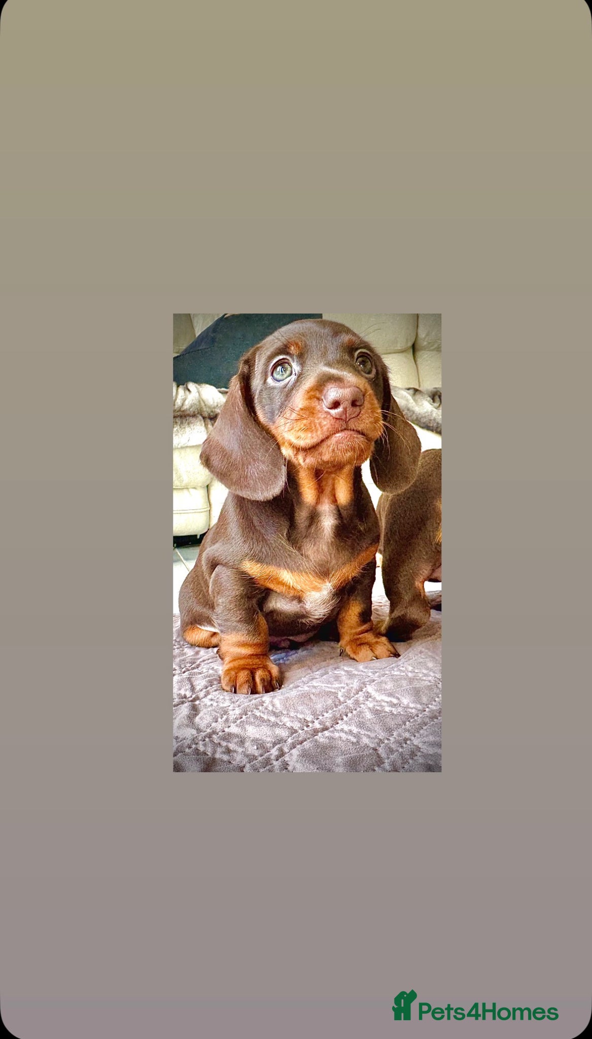 Miniature Dachshund dogs READY SATURDAY MINI DACHSHUND SERIOUS BUYERS ONLY  - Advert 18