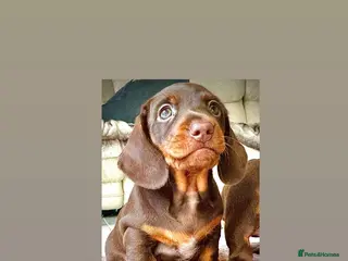 Miniature Dachshund dogs READY SATURDAY MINI DACHSHUND SERIOUS BUYERS ONLY - Advert 18