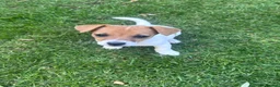 Jack Russell dogs for sale: 🐶 Beautiful Jack Russell Puppy for Sale 🐶 - Advert 29