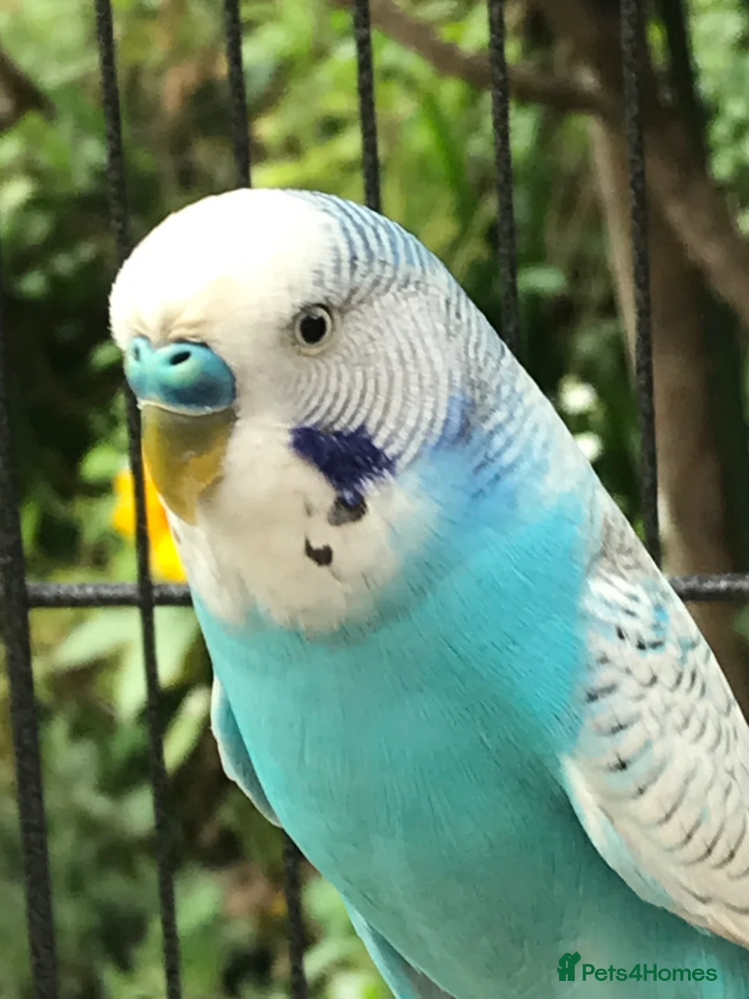 Budgerigars birds for sale: Beautiful Pair of Budgies Looking for Loving Home in Dunbar - Advert 2