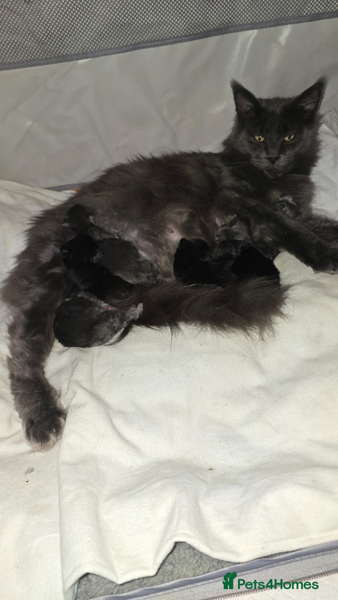 Maine Coon cats ✨ Stunning Maine Coon Babies ✨ - Advert 1