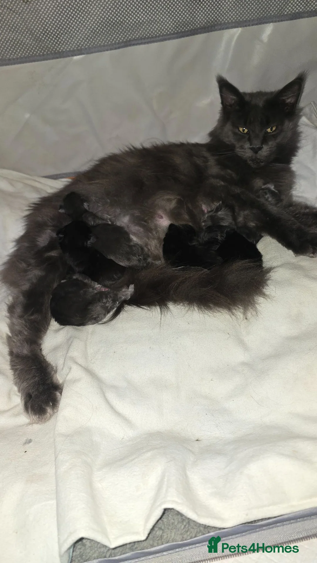 Maine Coon cats for sale: ✨ Stunning Maine Coon Babies ✨ - Advert 1