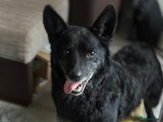 Mixed Breed dogs Sweet Romeo Looking for LOVE - Advert 1