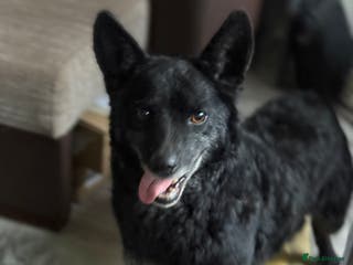 Mixed Breed dogs Sweet Romeo Looking for LOVE - Advert 6