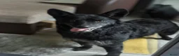 Mixed Breed dogs for adoption: Sweet Romeo Looking for LOVE - Advert 2