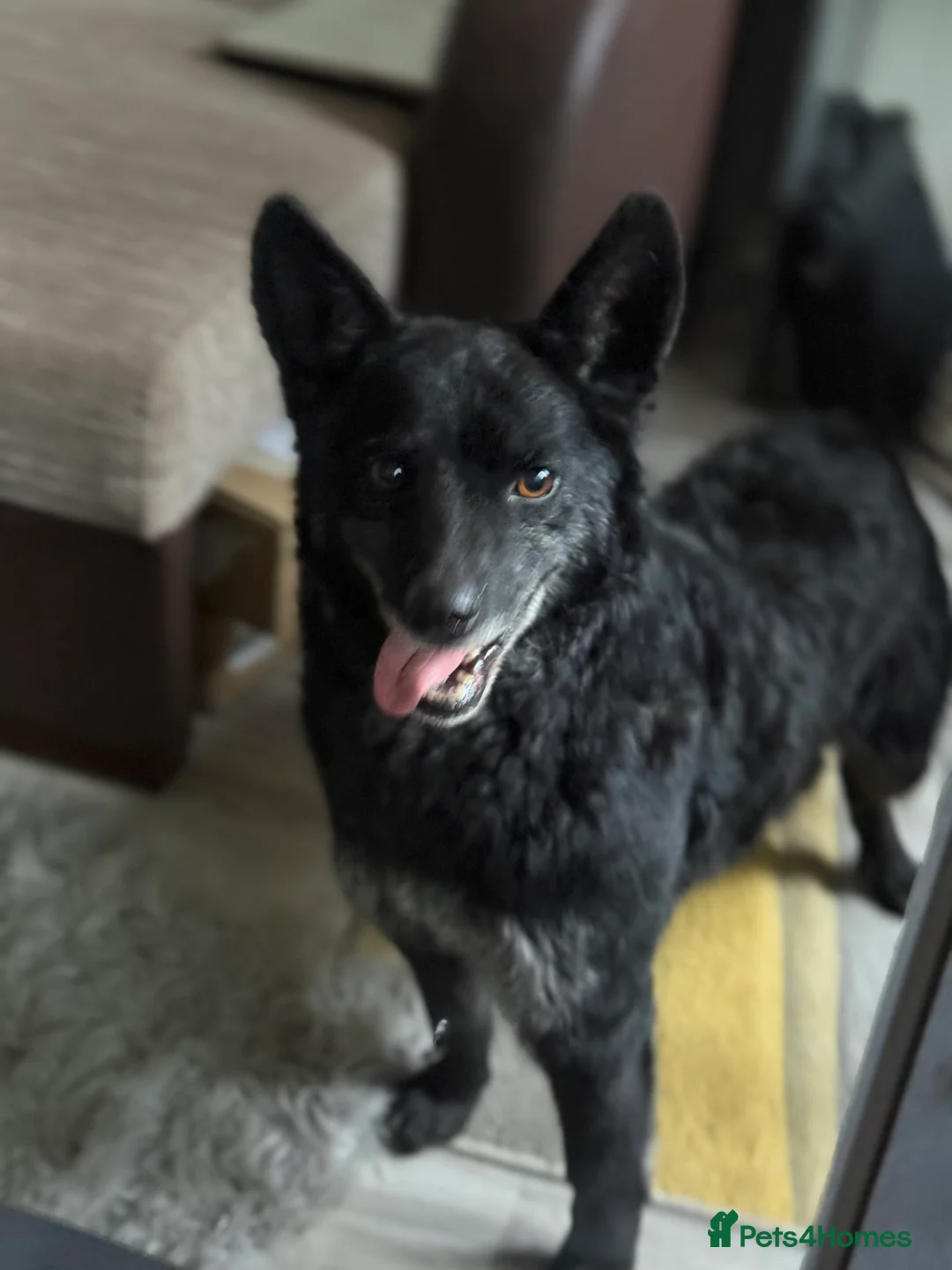 Mixed Breed dogs for adoption: Sweet Romeo Looking for LOVE - Advert 2