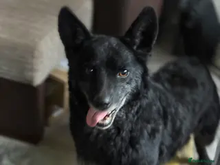 Mixed Breed dogs Sweet Romeo Looking for LOVE - Advert 18