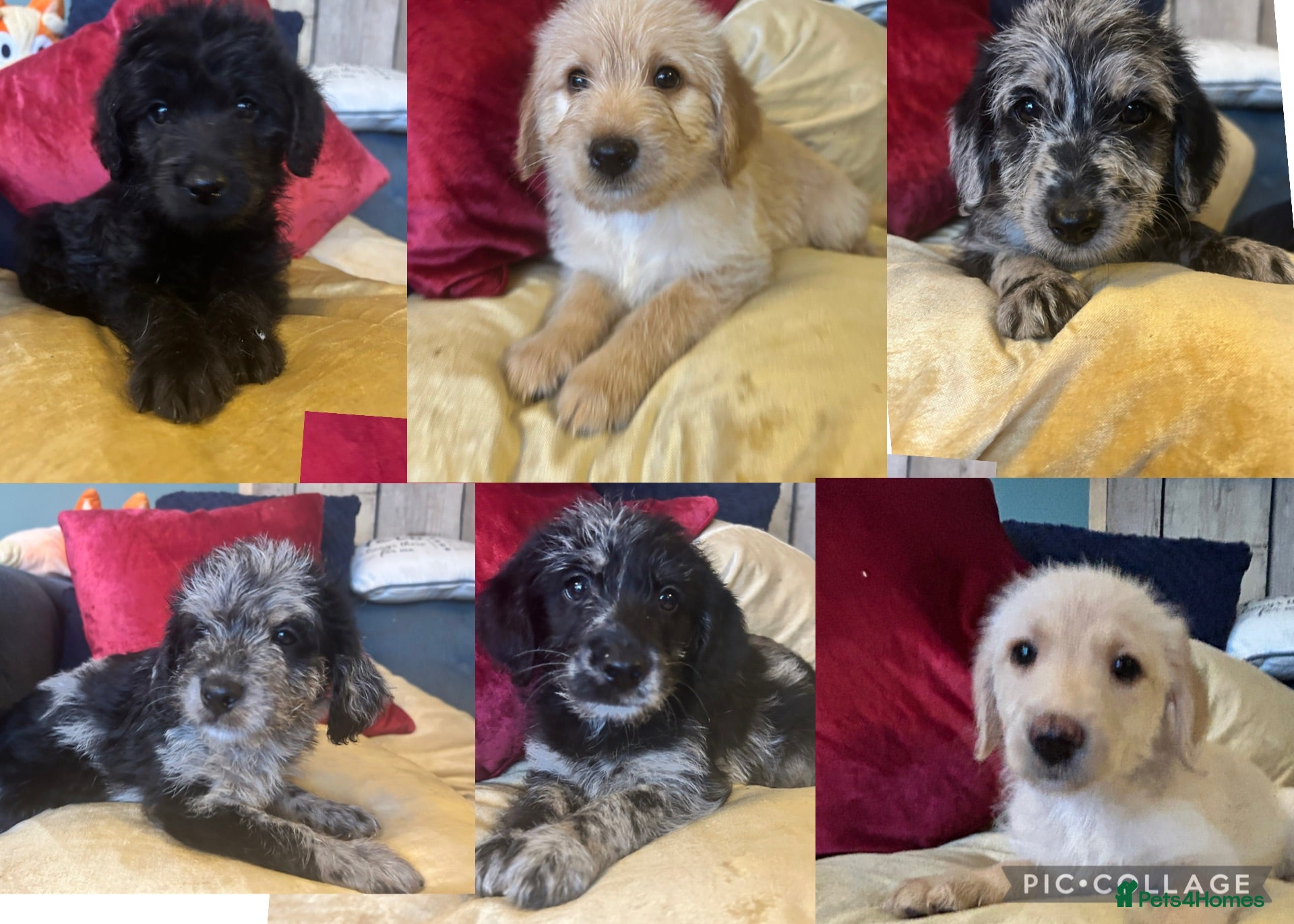 Labradoodle dogs Labradoodle Puppies!!!! 🩷🩵🩷 - Advert 5