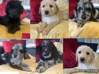 Labradoodle dogs Labradoodle Puppies - Ready Now! - Advert 4