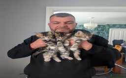 Mixed Breed cats for sale: Adorable kittens for sale - Image 1
