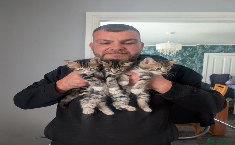 Mixed Breed cats - Advert 3