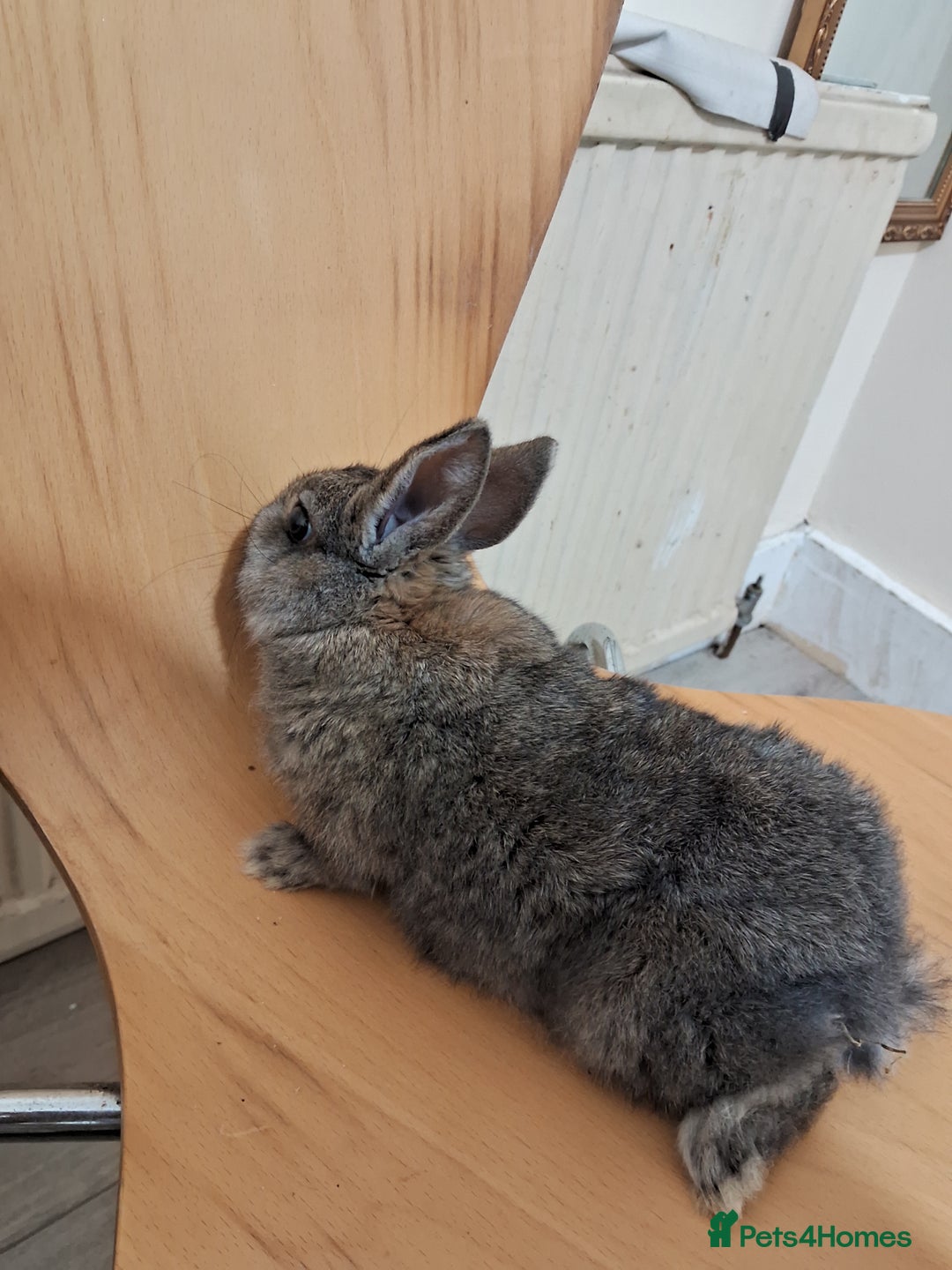 Rex rabbits for sale: Handsome mini Rex buck - Advert 2