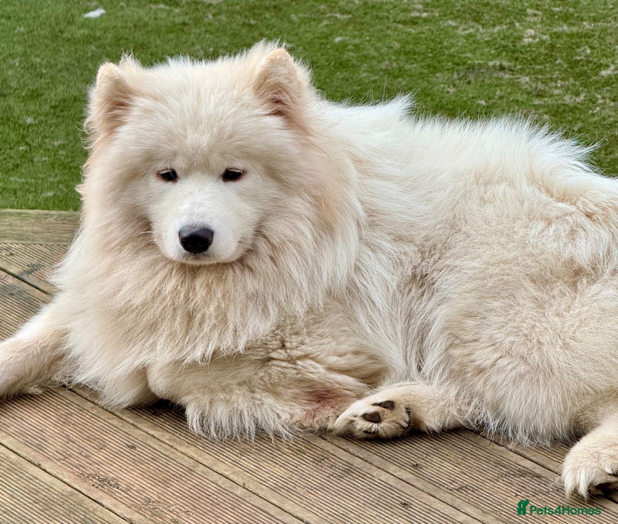 Samoyed dogs Crufts line + health tested bear-face Samoyeds - Advert 6