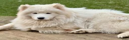 Samoyed dogs for sale: Crufts line + health tested Samoyeds - Advert 5