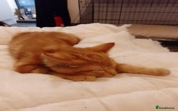 Mixed Breed cats for sale: All 4 of litter girls.Socialised. - Image 2