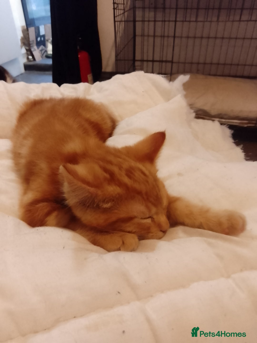Mixed Breed cats for sale: All 4 of litter girls.Socialised. - Image 2