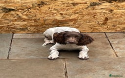 English Springer Spaniel dogs for sale: English springer spaniel  - Image 3